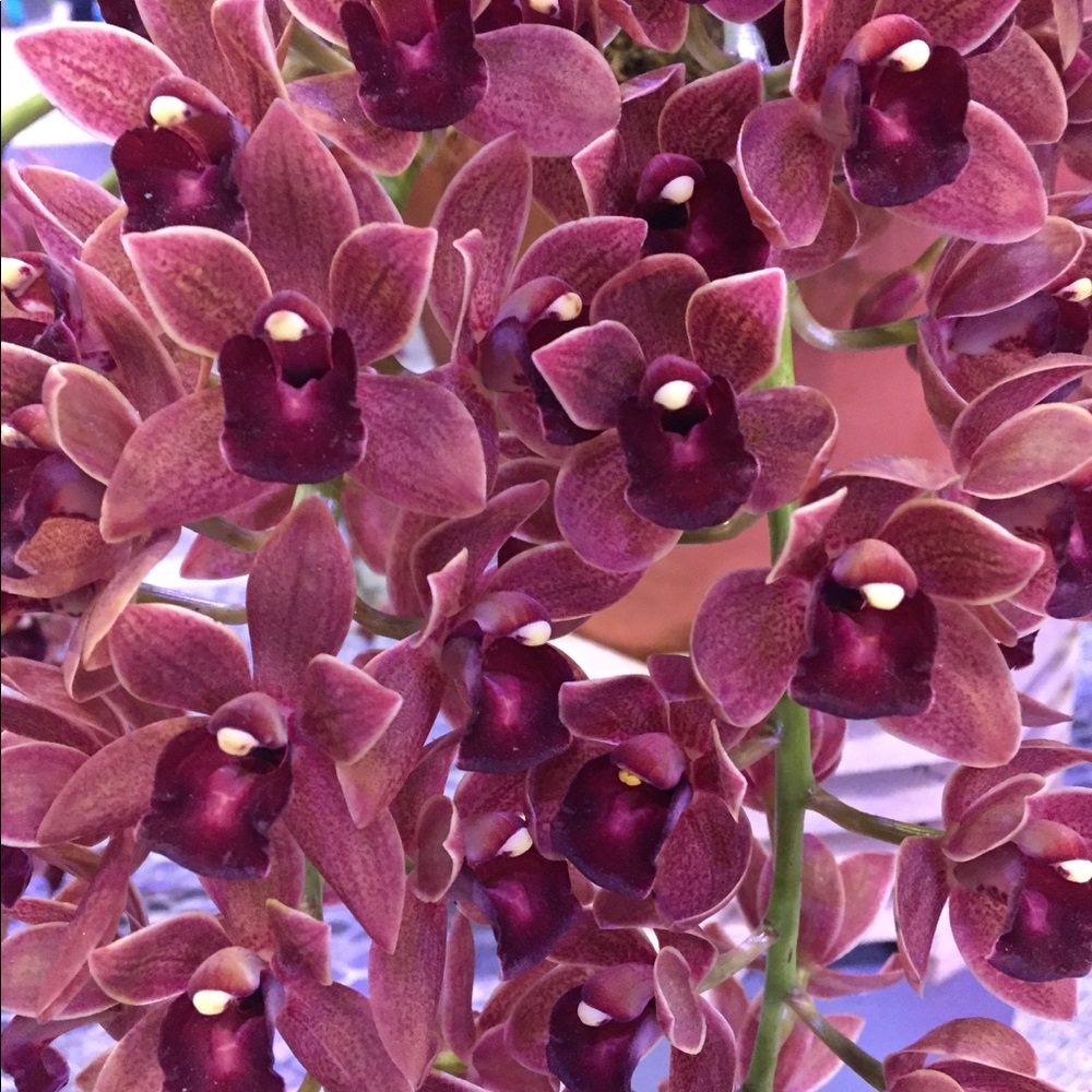 Meet your Posher, Cathy